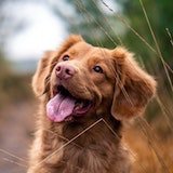 Dog Images For You