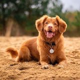 Dog Images For You