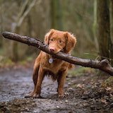 Dog Images For You